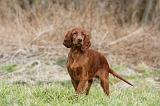 SETTER IRLANDAIS 226